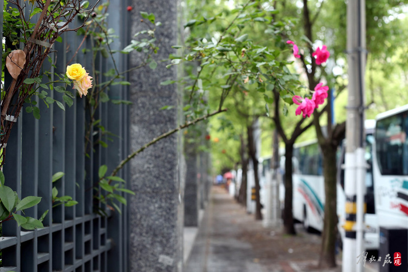 上海街拍：喂流浪猫的小伙、不能躺平的消杀者、干本分事的老时代人