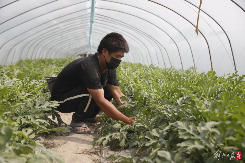 “头茬瓜”丰产上市，社区团购飘忽不定，瓜农指望商超上门