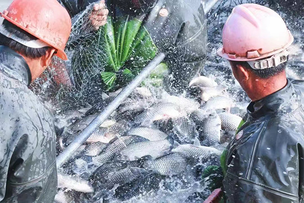渔场工人收网捞鱼