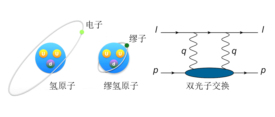氢原子与缪氢原子(左),双光子交换费曼图(右),图片来自北京大学