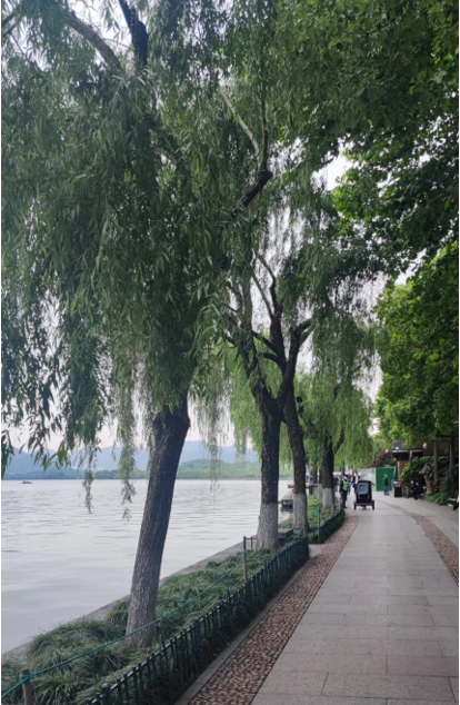 2022年5月11日拍摄，保留的长势良好柳树。