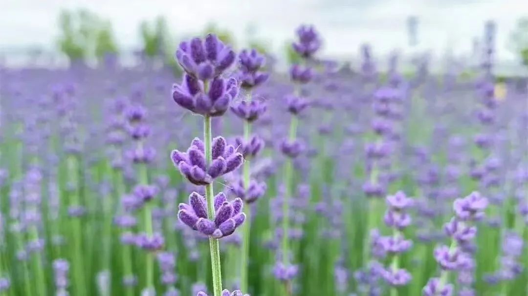 一起云赏梦幻又治愈的紫色花海