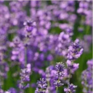 一起云赏梦幻又治愈的紫色花海