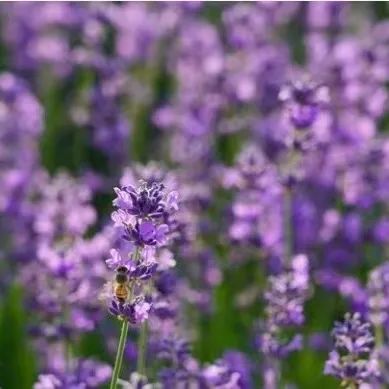 一起云赏梦幻又治愈的紫色花海