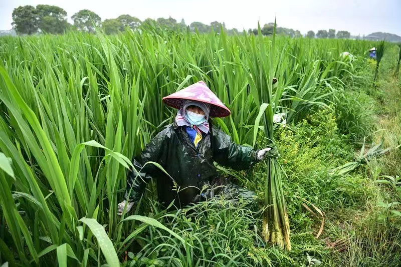 莲塘茭白长势喜人,工人下田采摘。