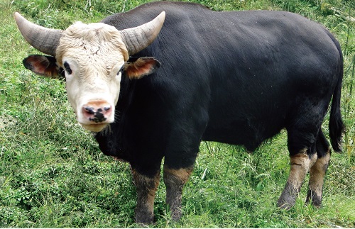 高山峡谷中穿白袜的野牛:揭开独龙牛高质量全基因组序列