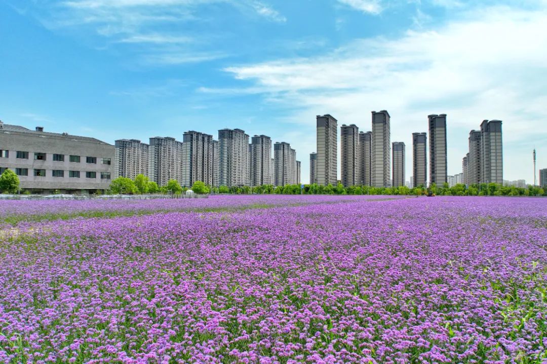 初夏花海烂漫 市民流连忘返