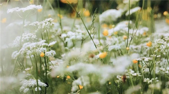 WDCM上传图片 WDCM上传图片