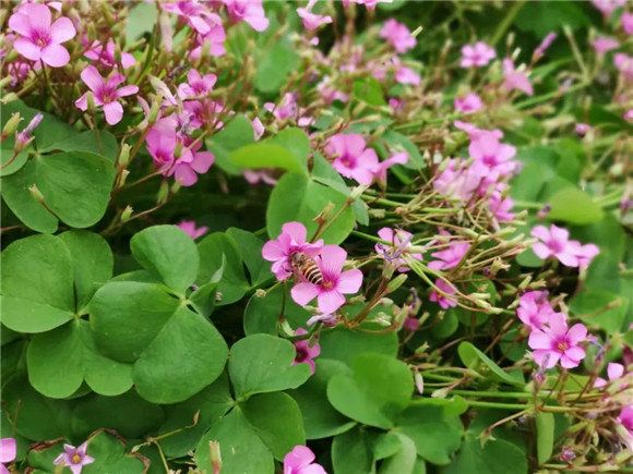 WDCM上传图片 WDCM上传图片