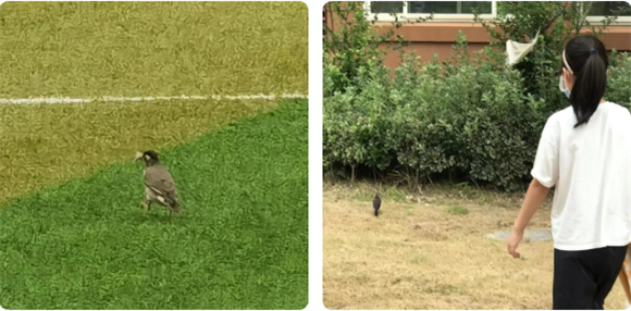 WDCM上传图片 WDCM上传图片