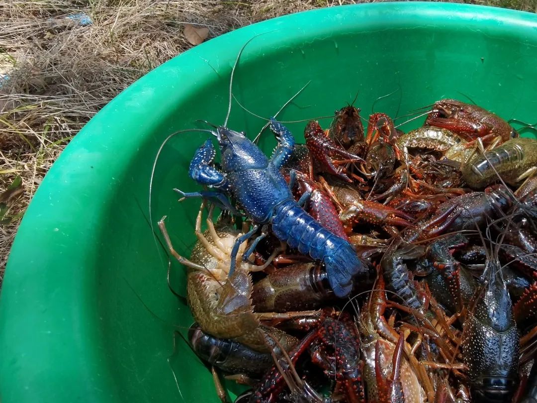 试吃法国蓝龙虾，一虾4吃，吃的太爽了 - 哔哩哔哩