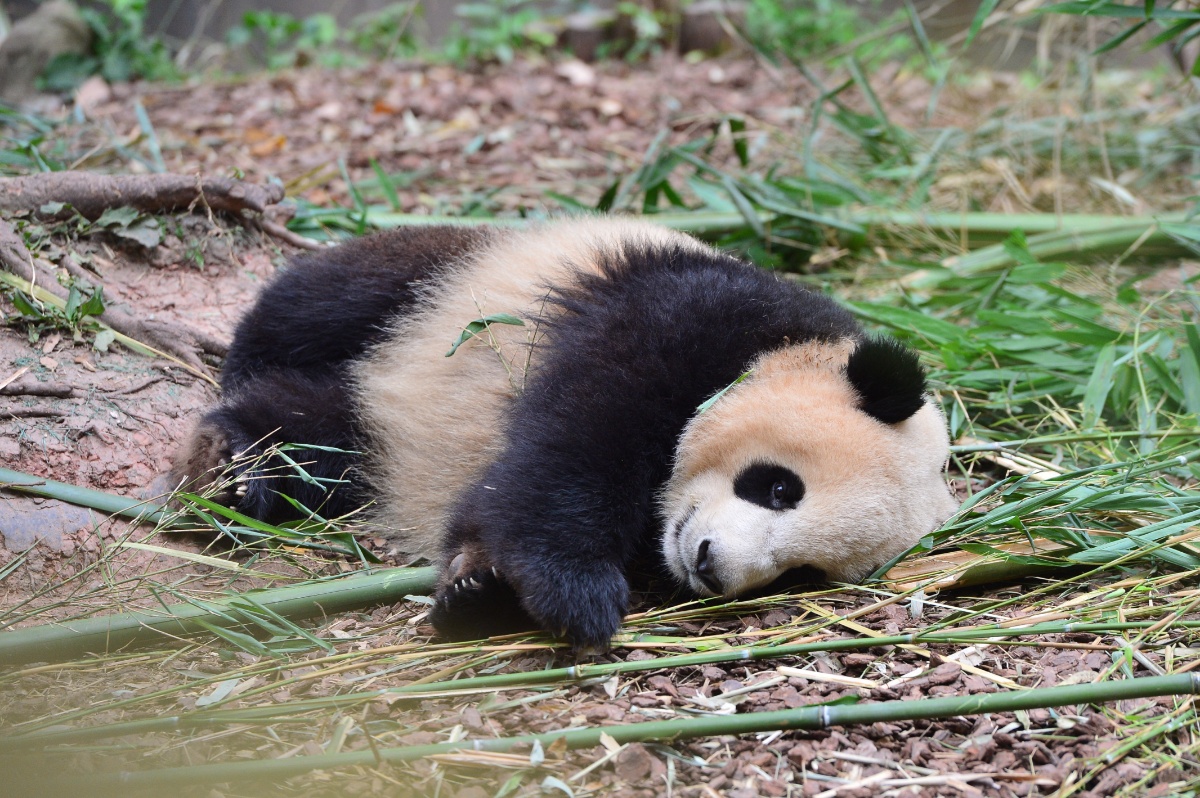 成都持续高温天气 大熊猫开启躺吃懒睡避暑模式插图
