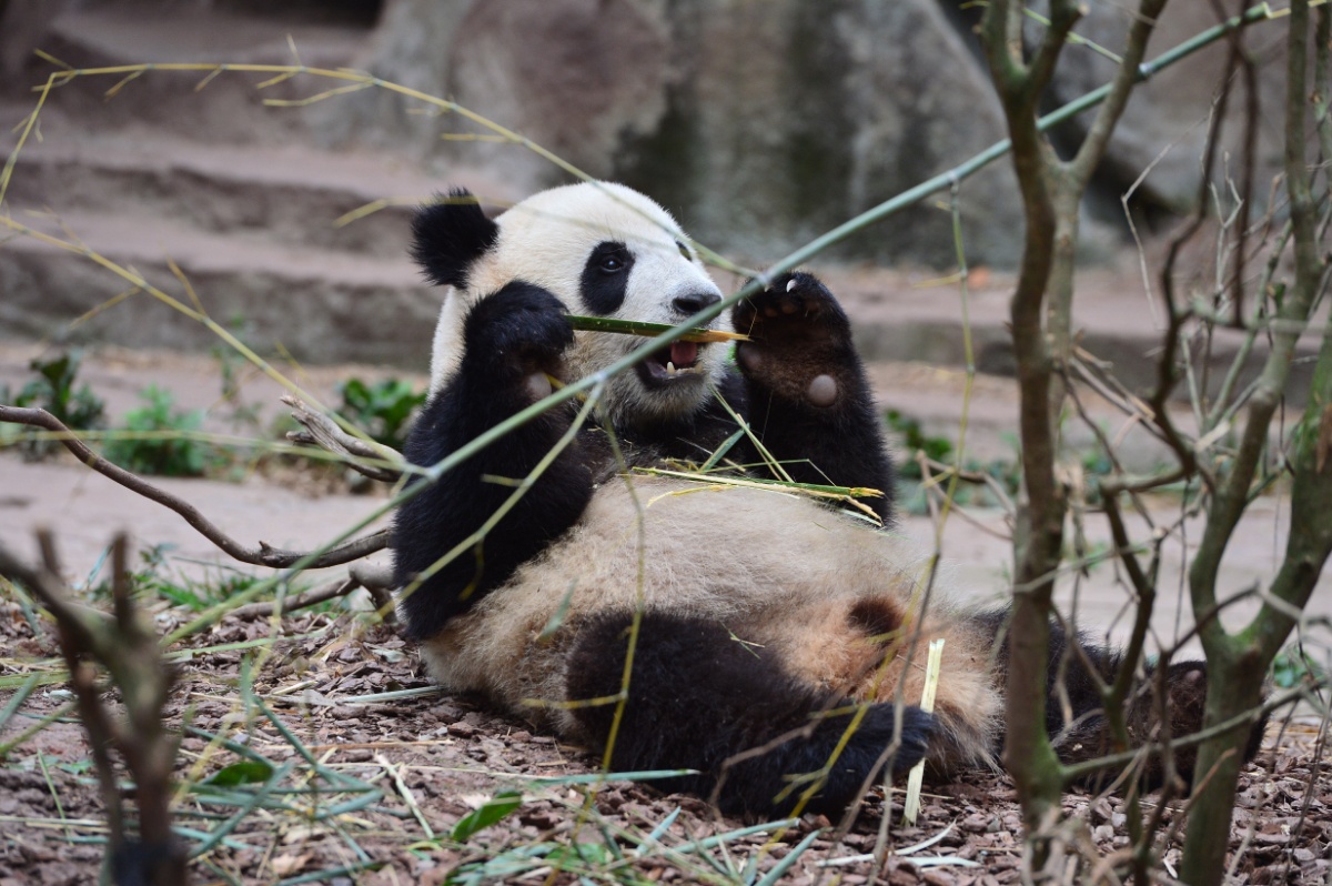 成都持续高温天气 大熊猫开启躺吃懒睡避暑模式插图2