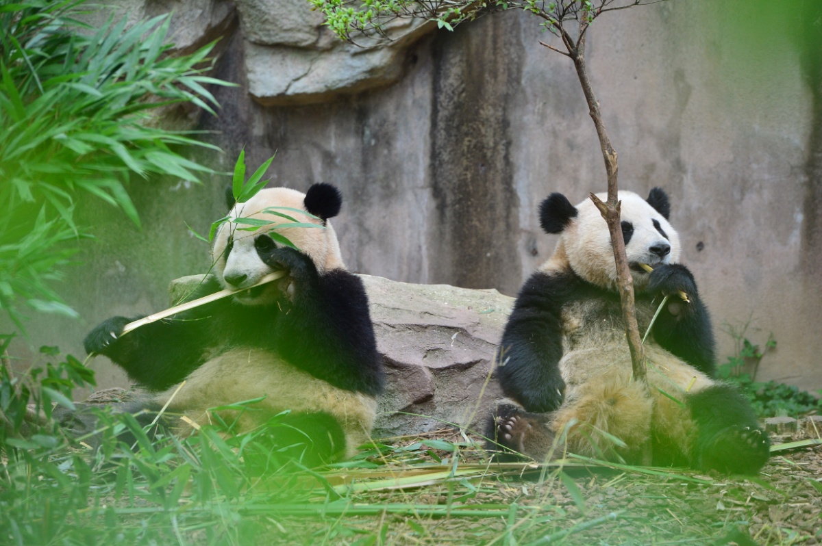 成都持续高温天气 大熊猫开启躺吃懒睡避暑模式插图3