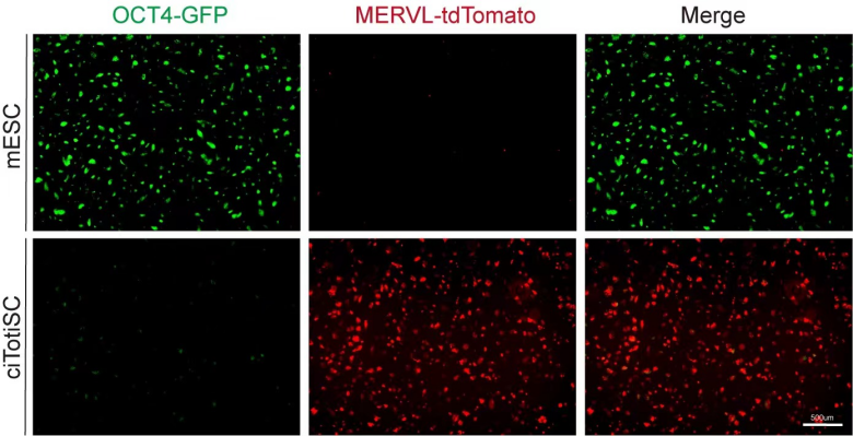 从mESC 到 ciTotiSC 的化学定向诱导（OCT4l绿色荧光标记的是多能干细胞，MERVL红色荧光标记的是全能干细胞）