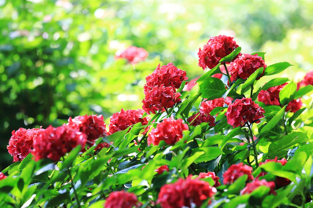 梅雨季绣球进入盛花末期辰山绣球花园曼妙依旧