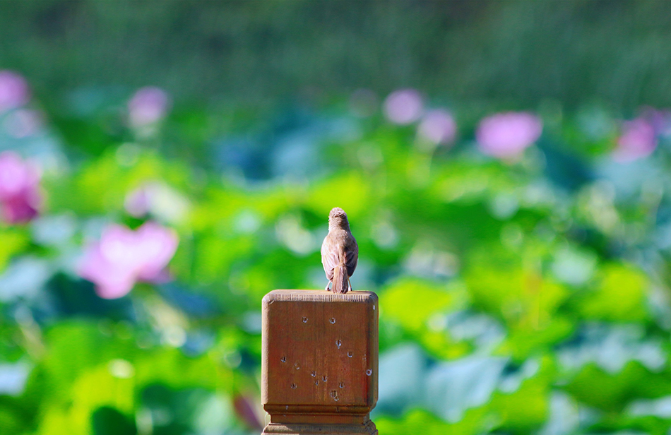 7月7日，在山东省邹城市大束镇匡衡湖湿地，一只鸟儿“欣赏”盛开的荷花。IC 图