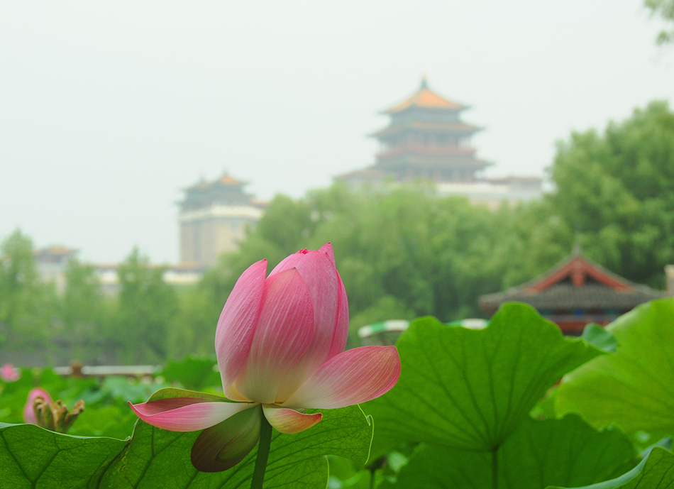 7月7日，北京莲花池公园荷花竞相绽放，清新妖娆，满池飘香，美不胜收。IC 图