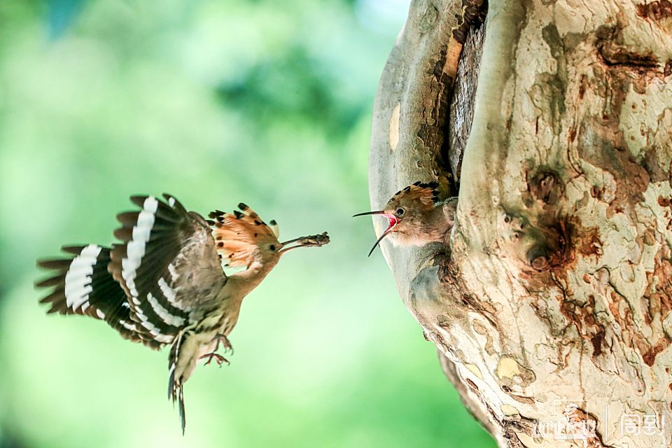 共青森林公园：戴胜鸟投喂小鸟，太可爱了 | 晨镜头-万博·体育(ManBetX)