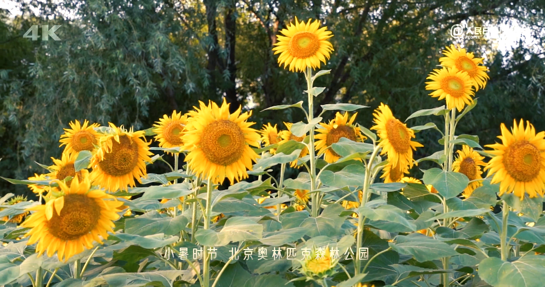 叶如蒲扇花若金盘！4K镜头下的奥森葵花有多治愈