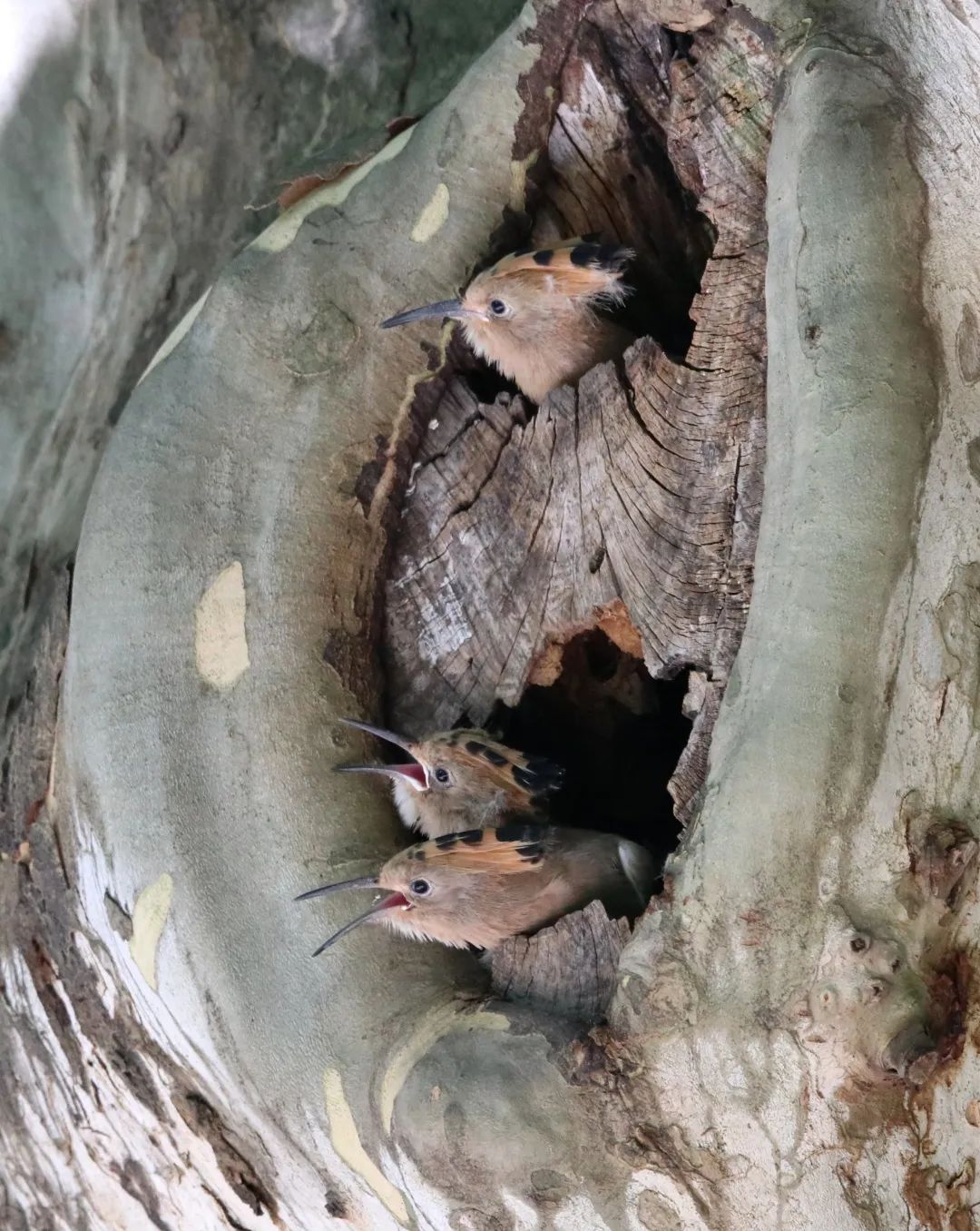 “戴胜宝宝”平安降生啦！共青森林公园已记录鸟类109种-万博·体育(ManBetX)