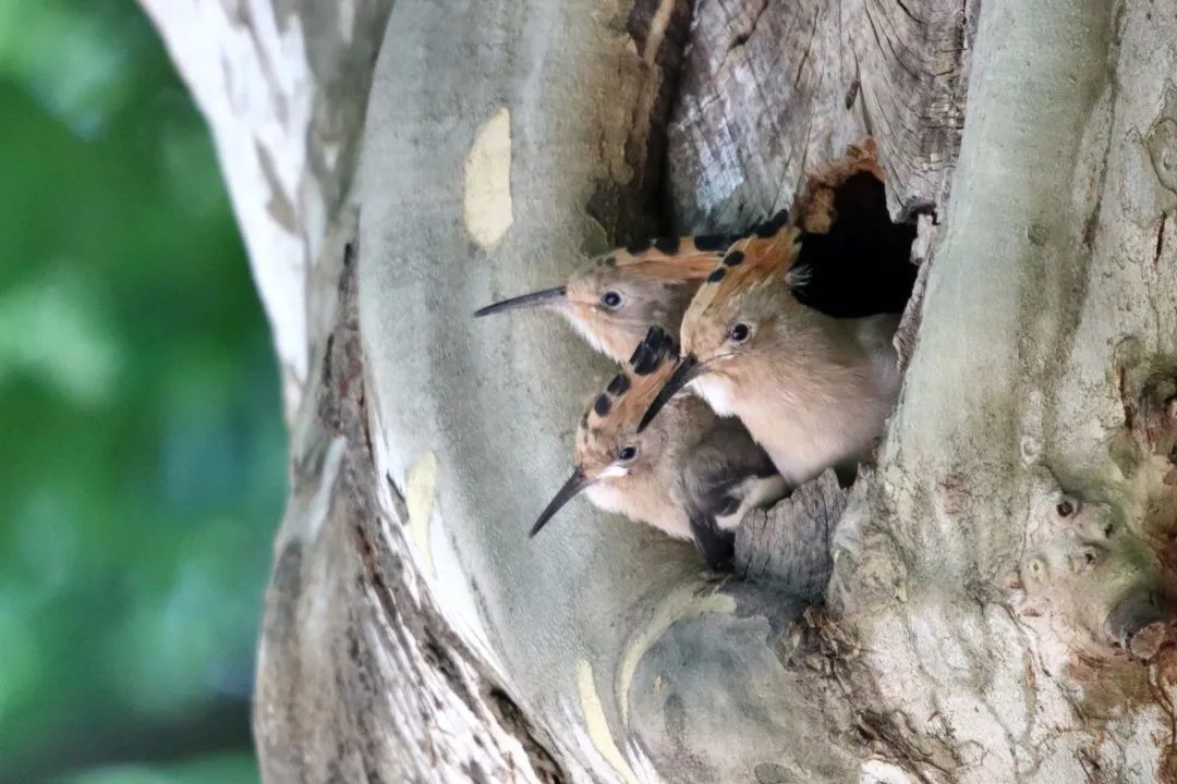 “戴胜宝宝”平安降生啦！共青森林公园已记录鸟类109种-万博·体育(ManBetX)