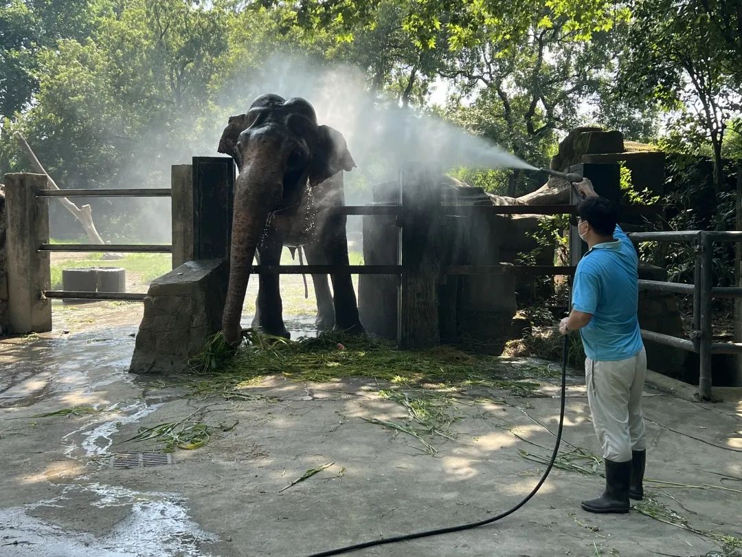 炎炎夏日，上海动物园防暑降温有“凉”方！-万博·体育(ManBetX)
