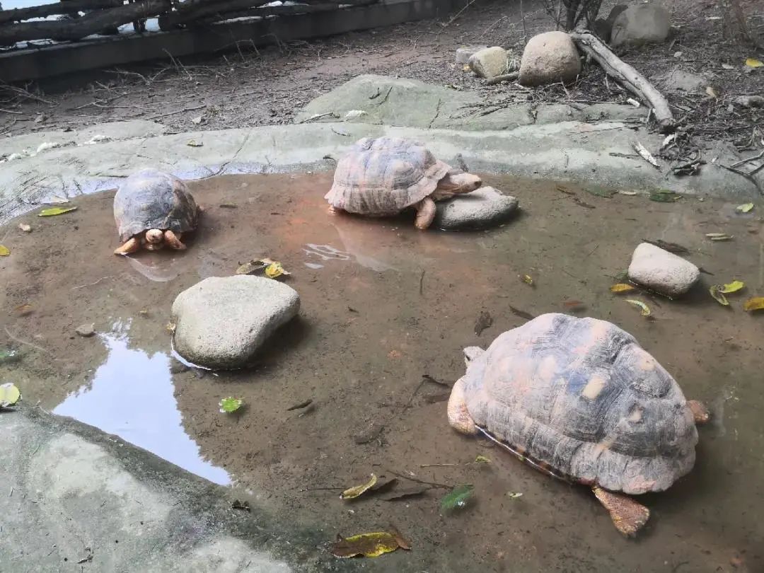 炎炎夏日，上海动物园防暑降温有“凉”方！插图4