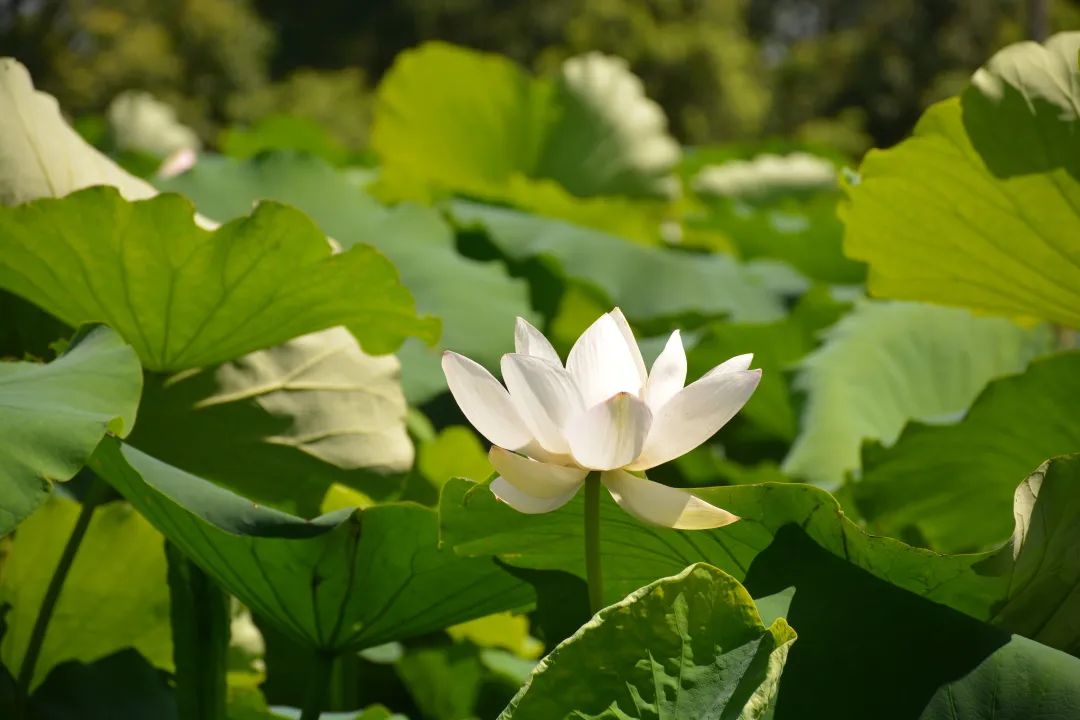 练塘小镇的荷花开了 夏日里yyds