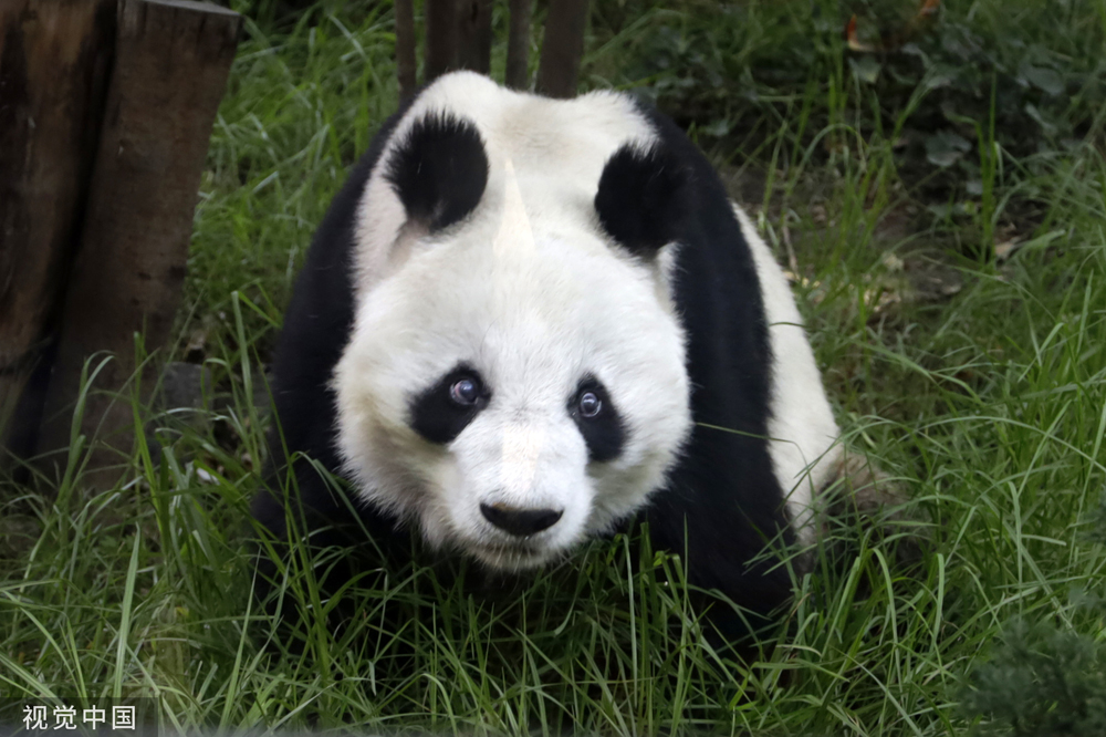 世界｜旅墨大熊猫“双双”35岁生日当天去世插图
