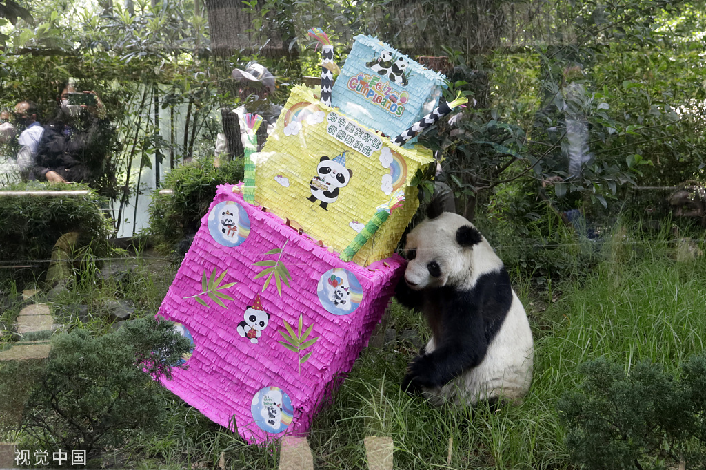 世界｜旅墨大熊猫“双双”35岁生日当天去世-