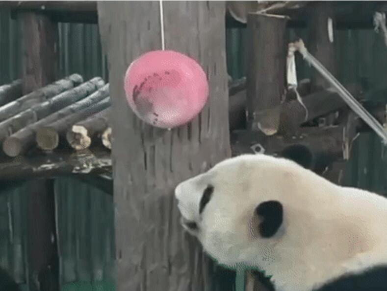 快看大熊猫啃西瓜冰 上海动物园“西郊特供雪糕”清凉登场-