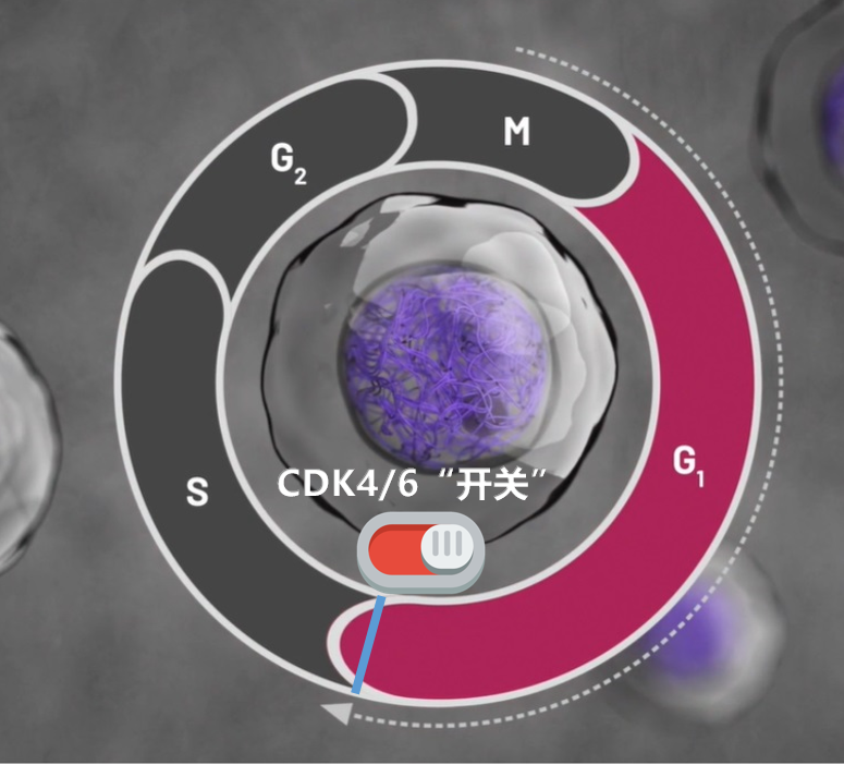 先声药业曲拉西利获批：抗癌新星CDK4/6抑制剂的新征途-ROR·体育(中国)