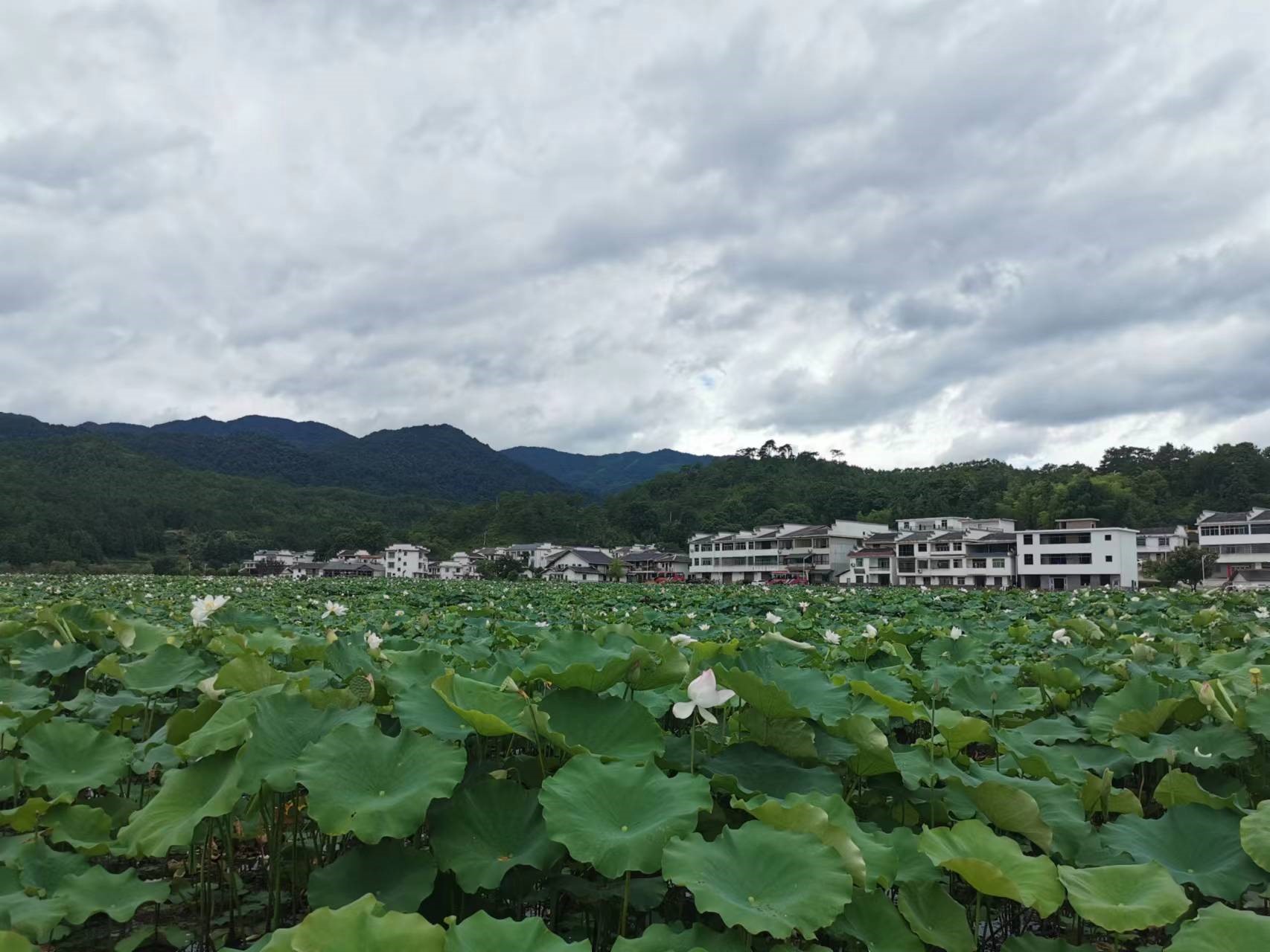 驿前镇姚西村图片