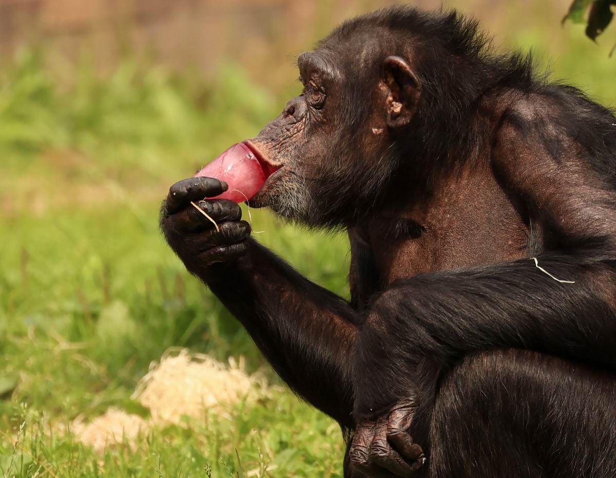 当地时间2022年7月19日,英国切斯特,动物园的一只黑猩猩吮吸着冰块。