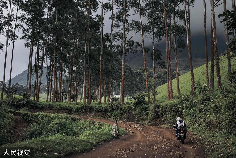 拥有地球上最大的原始雨林之一的刚果（金）将于近日拍卖大量土地。人民视觉  资料图