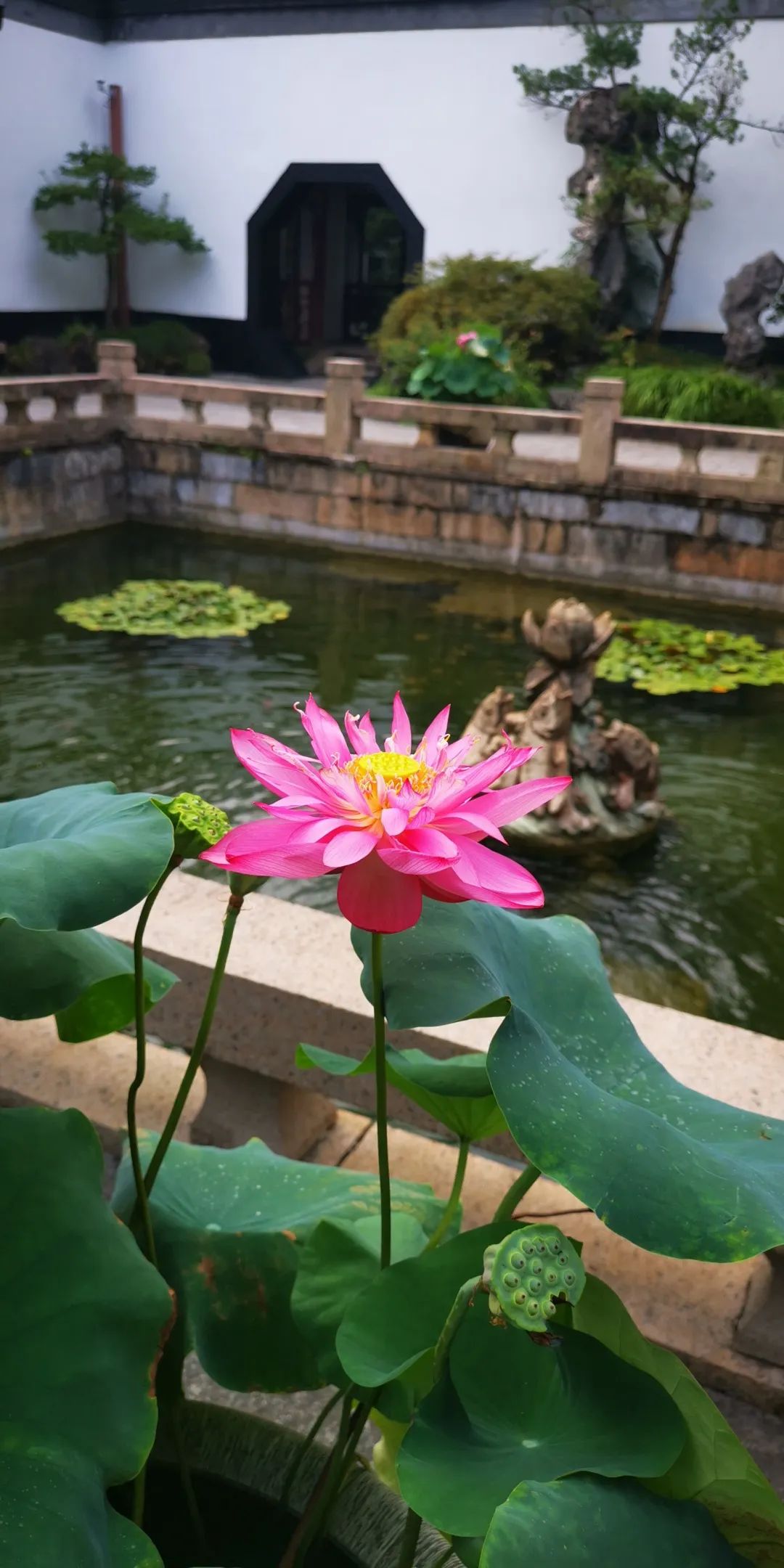 荷花 紫薇竞美 醉白池夏花开得好不热闹