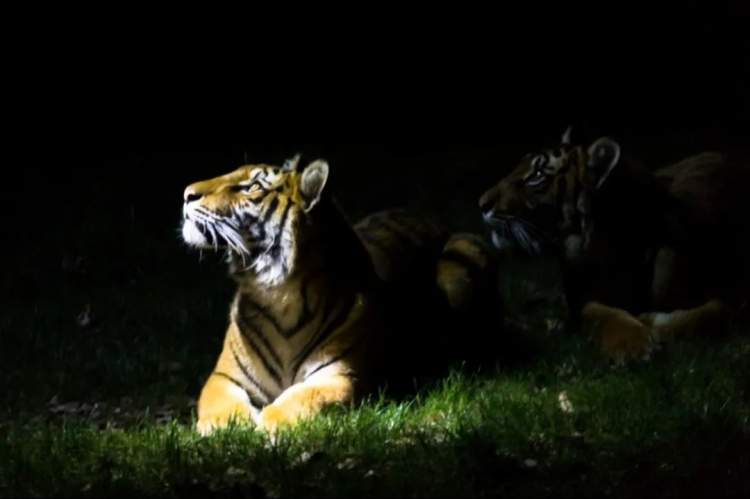 今晚去看大猫！上海动物园“动物奇妙夜”转战线上直播，植物园云端夜游今晚第三场插图3
