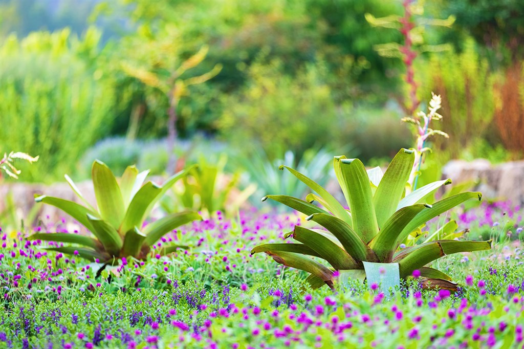 将观赏凤梨从温室“请”到室外 上海辰山植物园打造全新主题花境-