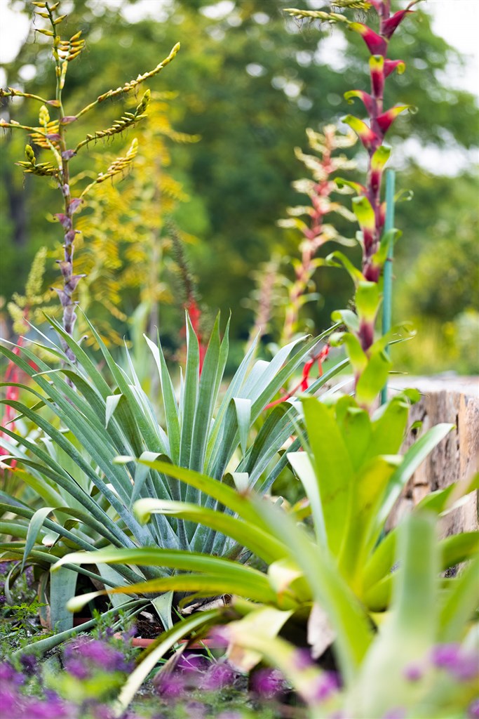 将观赏凤梨从温室“请”到室外 上海辰山植物园打造全新主题花境-