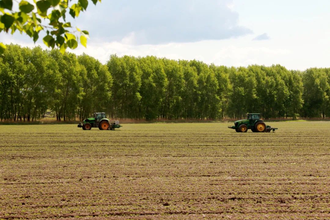 北大荒农垦集团公司五大连池农场有限公司对大豆作物进行中耕作业。陆文祥摄（中经视觉）