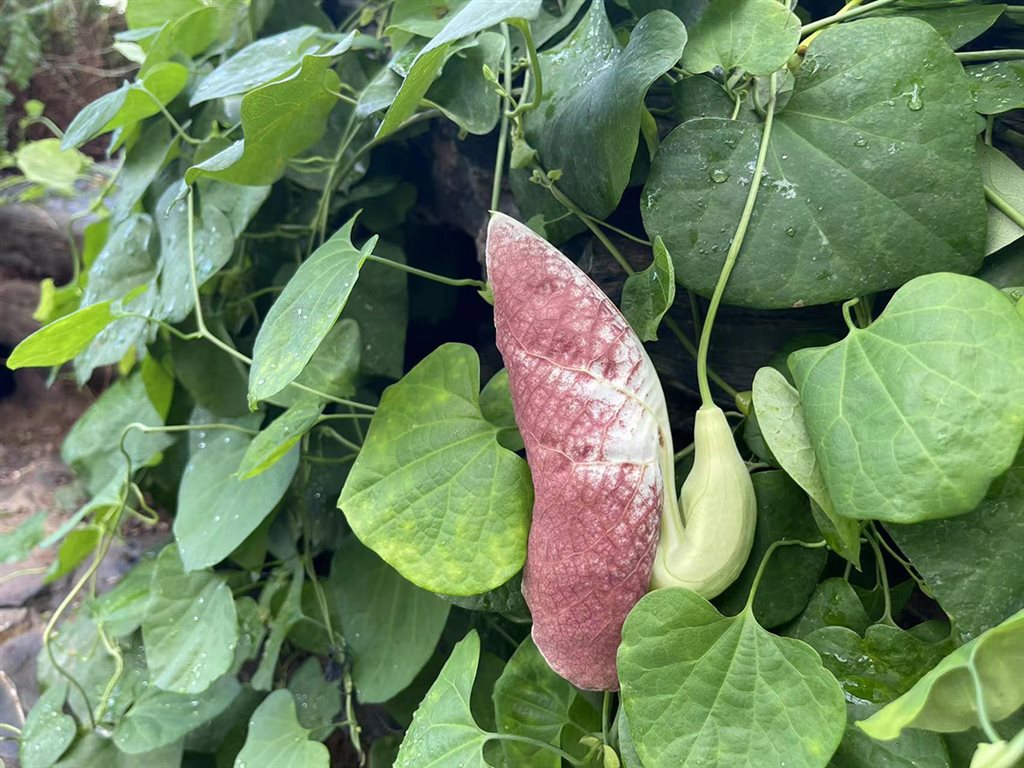 你见过长得像 猪肝 的植物吗 神奇大花马兜铃花开辰山植物园