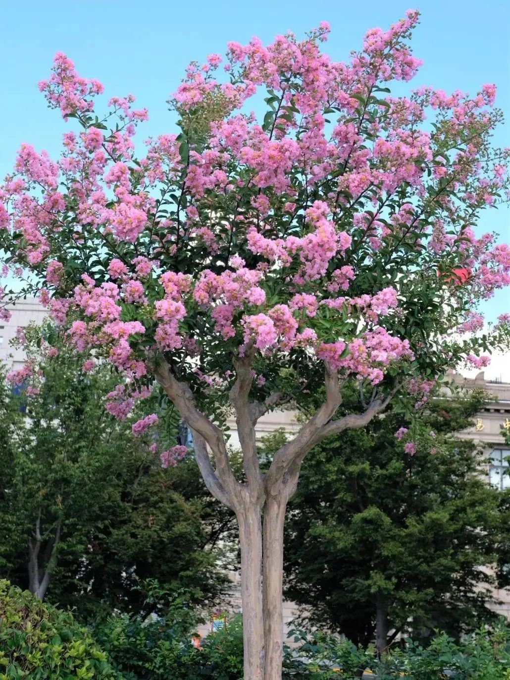 紫薇花盛放 这份夏日浪漫等你来邂逅