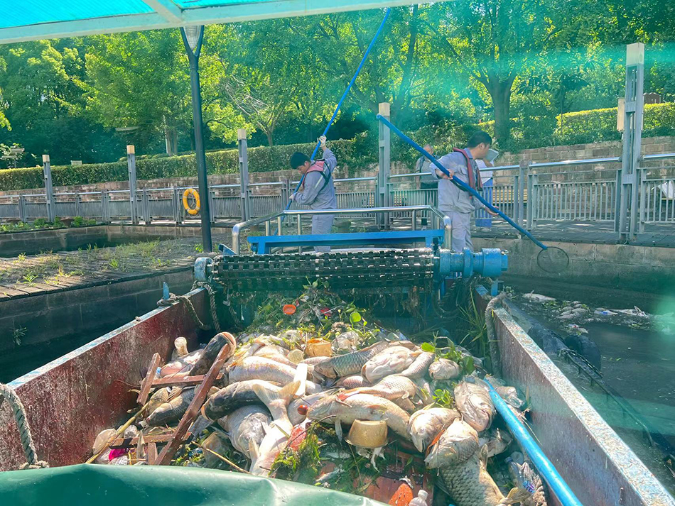 苏州河，保洁作业船只打捞死鱼。本文图片均为 上海市市容环境卫生水上管理处 供图