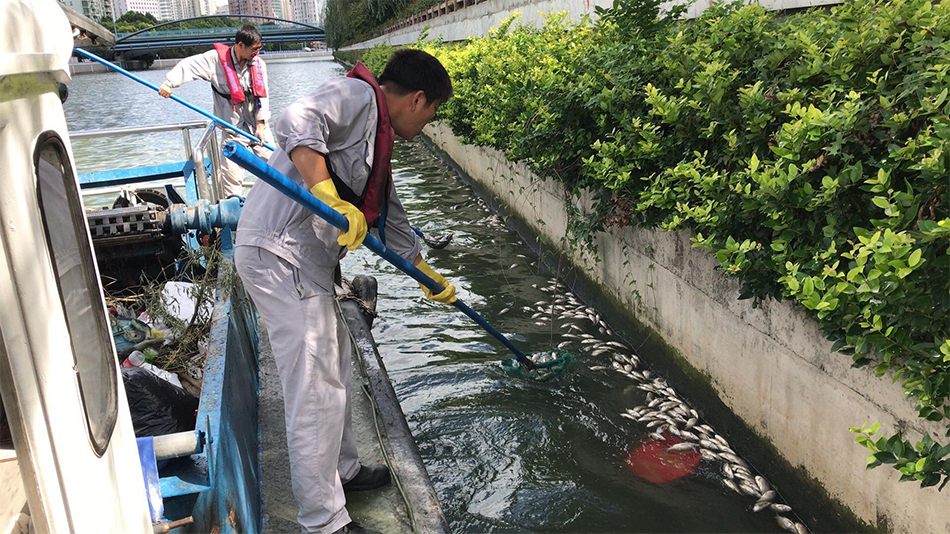 近期，苏州河频现大量死亡漂浮的鱼类。