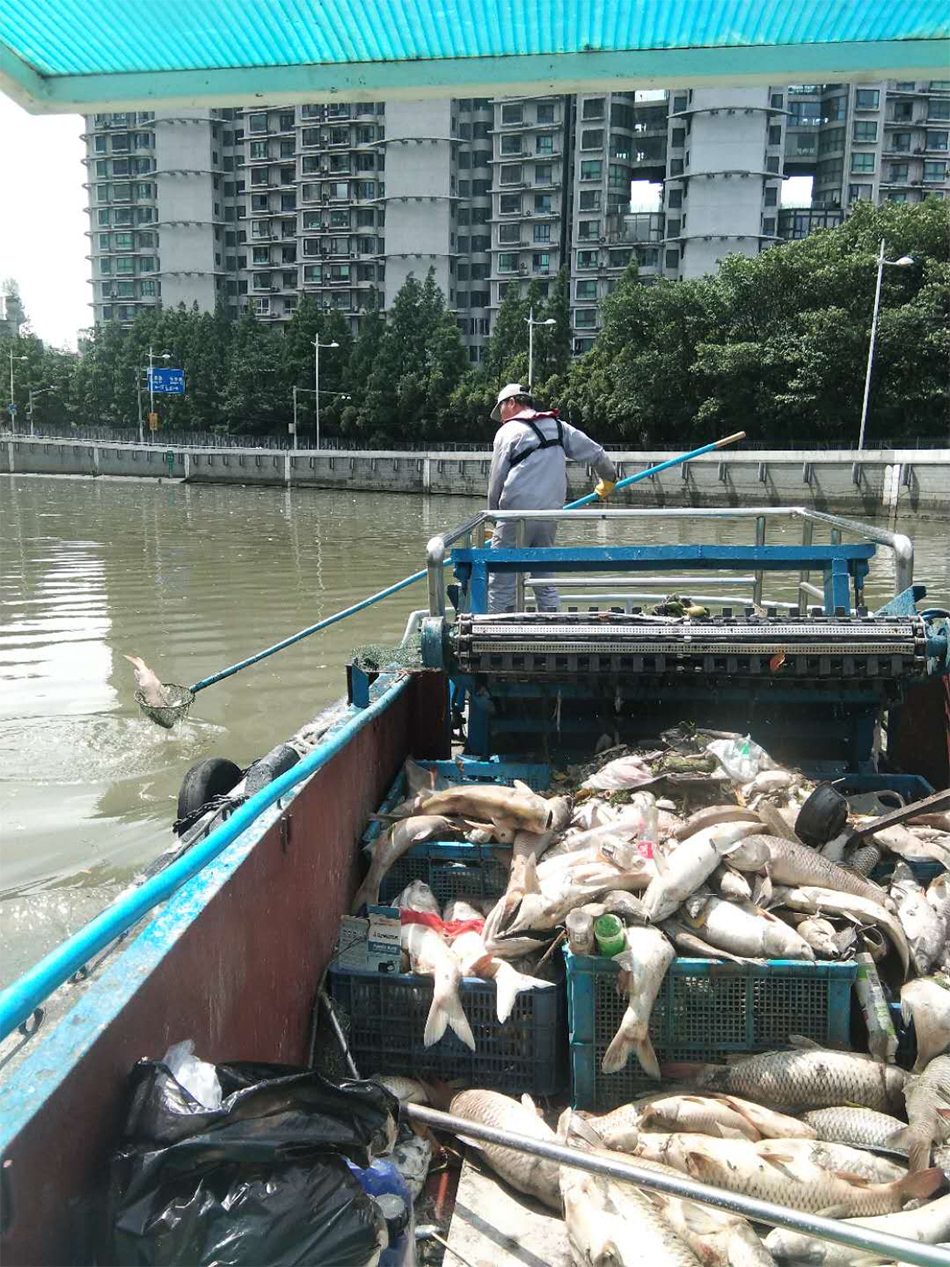 保洁人员打捞死鱼。