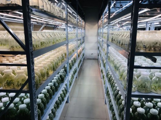 金山这里种植的“仙草”，获有机产品认证！插图3