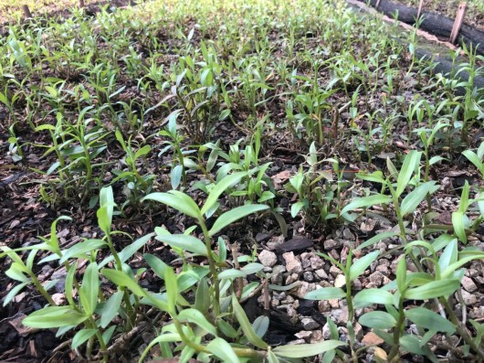 金山这里种植的“仙草”，获有机产品认证！-ManBetX注册登录·(中国)
