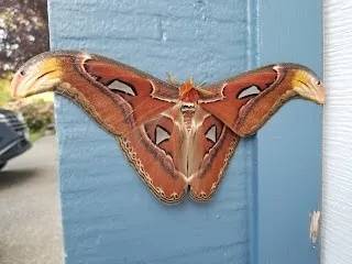 全球个头最大蛾类现身美国 翼展最大可达30厘米插图