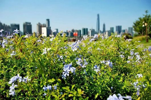 
北京广安门中医院黄牛电话,住院检查加快梦幻蓝上线！来杨浦滨江邂逅浪漫“小精灵”